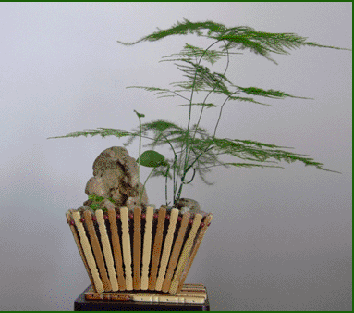 文竹盆景精美图片欣赏