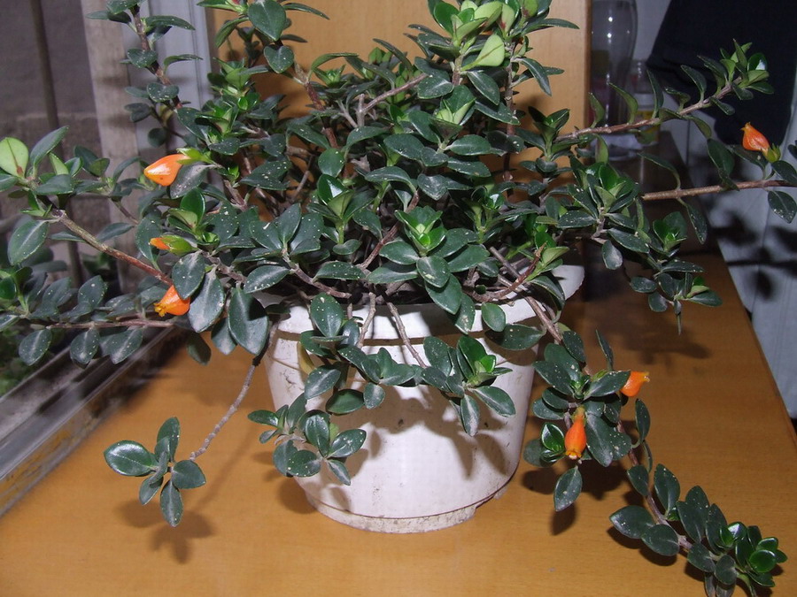 金鱼吊兰_+金鱼吊兰的养殖方法_金鱼吊兰图片