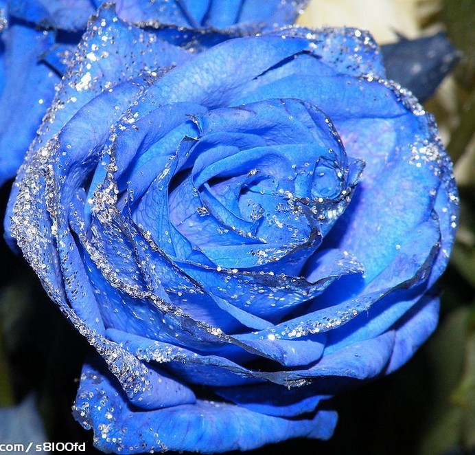 妖姬花图片大全_蓝色妖姬_蓝色妖姬电视剧-00