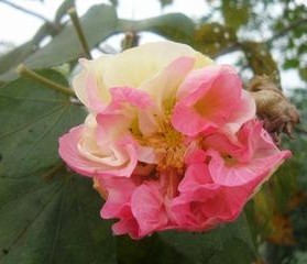 红芙蓉:大红色花,花大重瓣,酷似牡丹