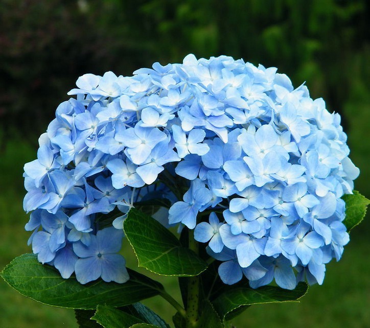 绣球花_ 绣球花图片_绣球花有毒吗_绣球花花语