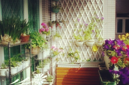 如何绿化布置阳台_+绿化_绿化布置台_绿化布置阳台-家庭养花-花百科