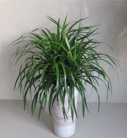 龙血树风水作用+_+龙血树