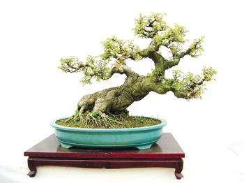 盆景艺术五大流派_+盆景艺术_盆景艺术图片_