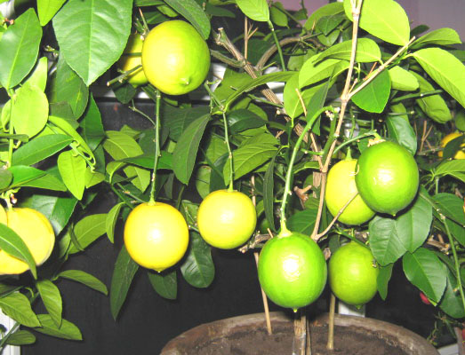 盆栽柠檬的养殖方法_+盆栽柠檬_盆栽柠檬图片