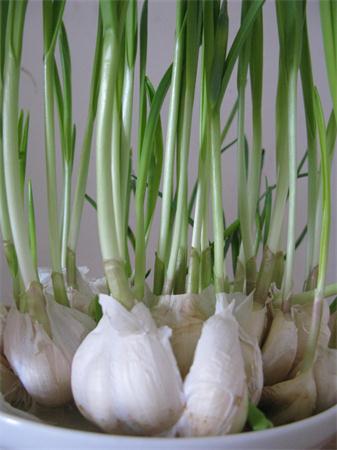 如何制作大蒜盆景? _ 大蒜盆景_大蒜盆景图片