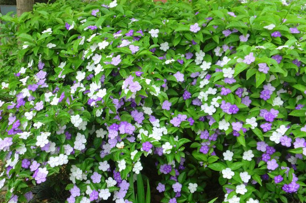 双色茉莉的病虫害如何防治?