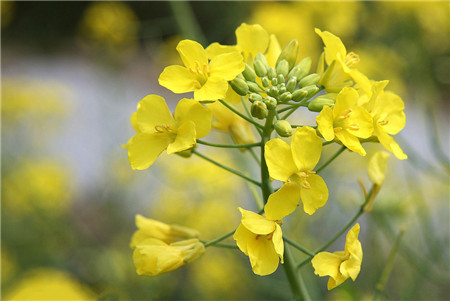 油菜花花语 _ -花语大全-花百科
