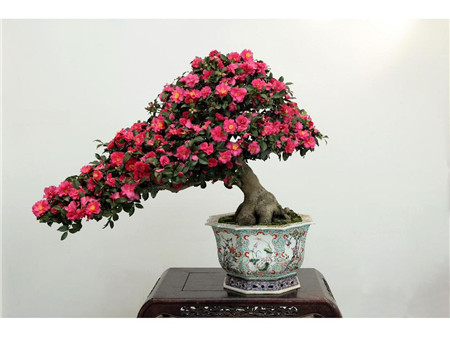 山茶花盆栽图片欣赏-花百科
