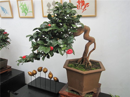 山茶花盆栽图片欣赏-花百科