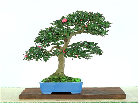 山茶花盆栽,山茶花