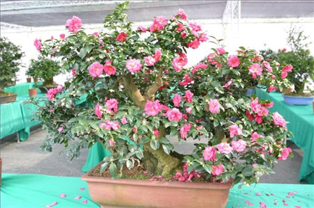山茶花盆栽,山茶花