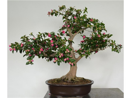 山茶花盆栽,山茶花