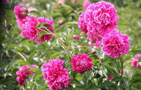 中国的国花是什么花?