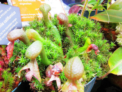 如何栽培眼镜蛇瓶子草