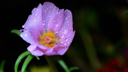 死不了花怎么养? _ -养花知识-花百科