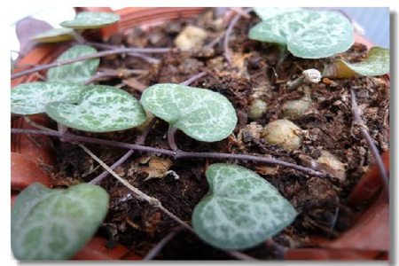 爱之蔓土豆根 爱之蔓土豆根