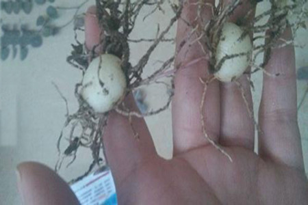 爱之蔓嫩土豆根 爱之蔓嫩土豆根