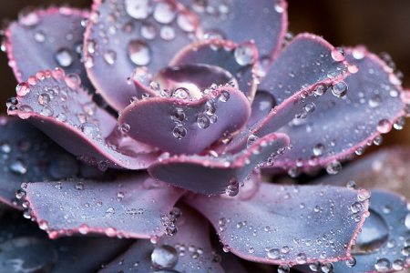 紫珍珠长虫了怎么办 - 花百科