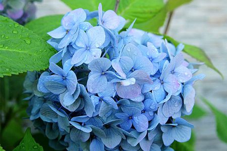 八仙花常见盆栽品种 - 花百科