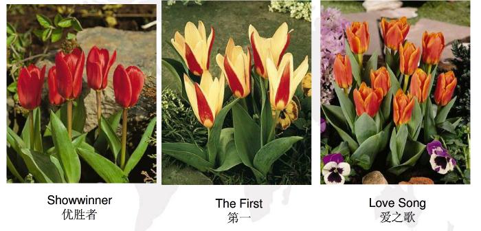 郁金香有哪些种类_郁金香品种大全(图片) - 花百