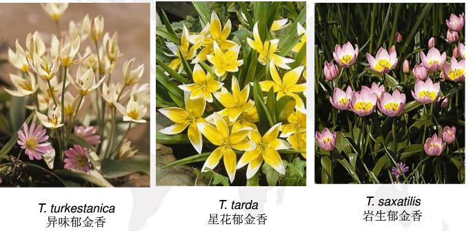 郁金香有哪些种类_郁金香品种大全(图片) - 花百