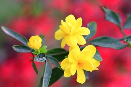 迎春花怎么才能不断开花