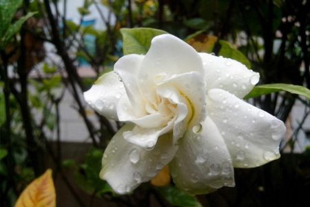 栀子花叶子发黄_栀子花叶子发黄怎么办