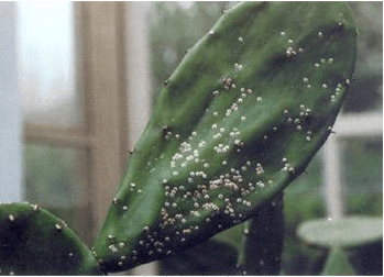 仙人掌的虫害防治大全