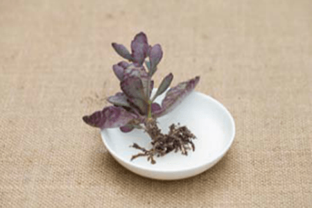 浸泡多肉植物 浸泡多肉植物
