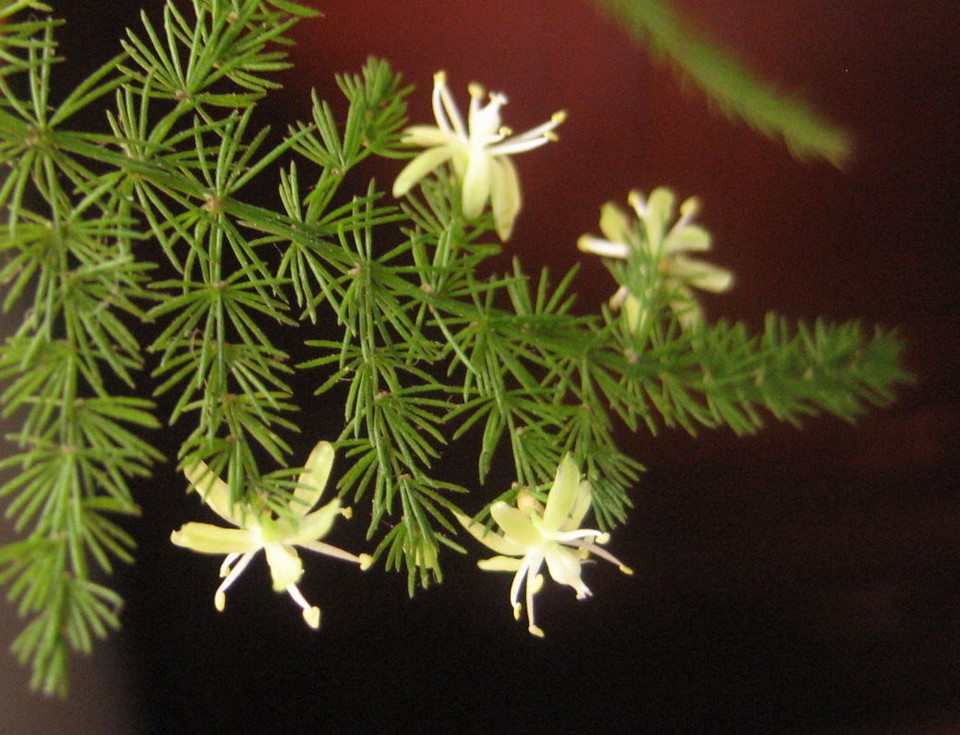 文竹开花吗