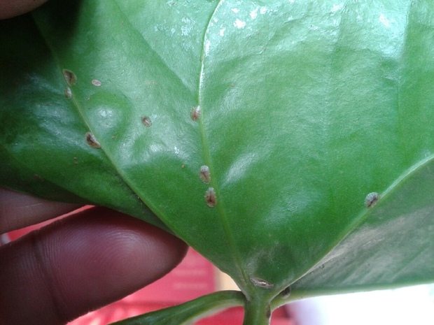 花卉诊疗 虫害 红掌虫害及防治办法  虫害严重时,建议换盆重新栽种,将