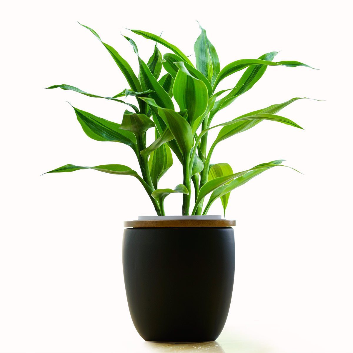 富贵竹盆栽叶子发黄怎么办 - 花百科