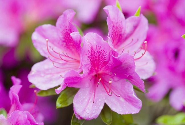 杜鹃花花期 杜鹃花花期