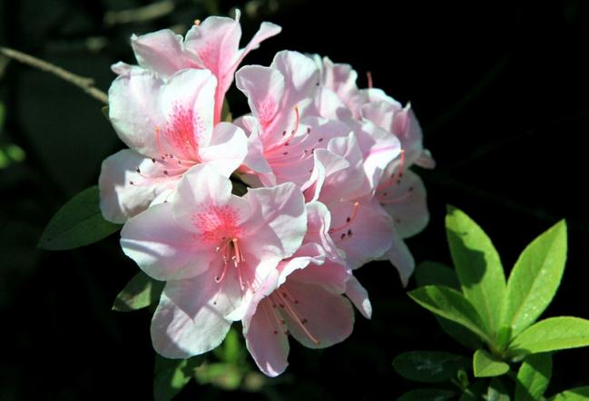 粉色杜鹃花 粉色杜鹃花