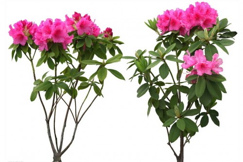 杜鹃花怎样修剪