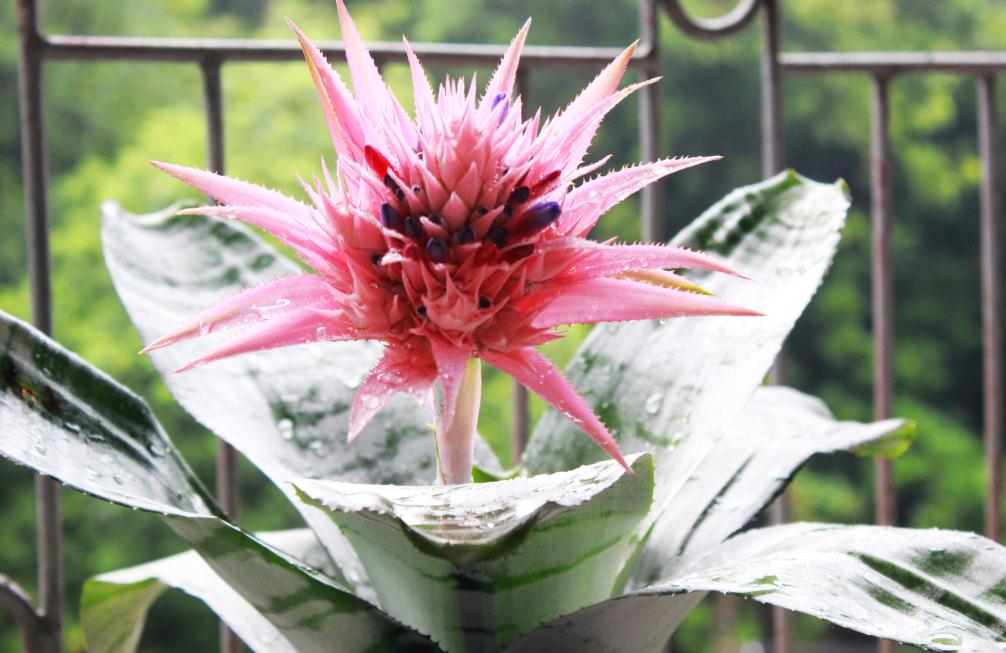 家庭养花>文章 蜻蜓凤梨又名美叶光等荷,斑粉菠萝,植株由10—20