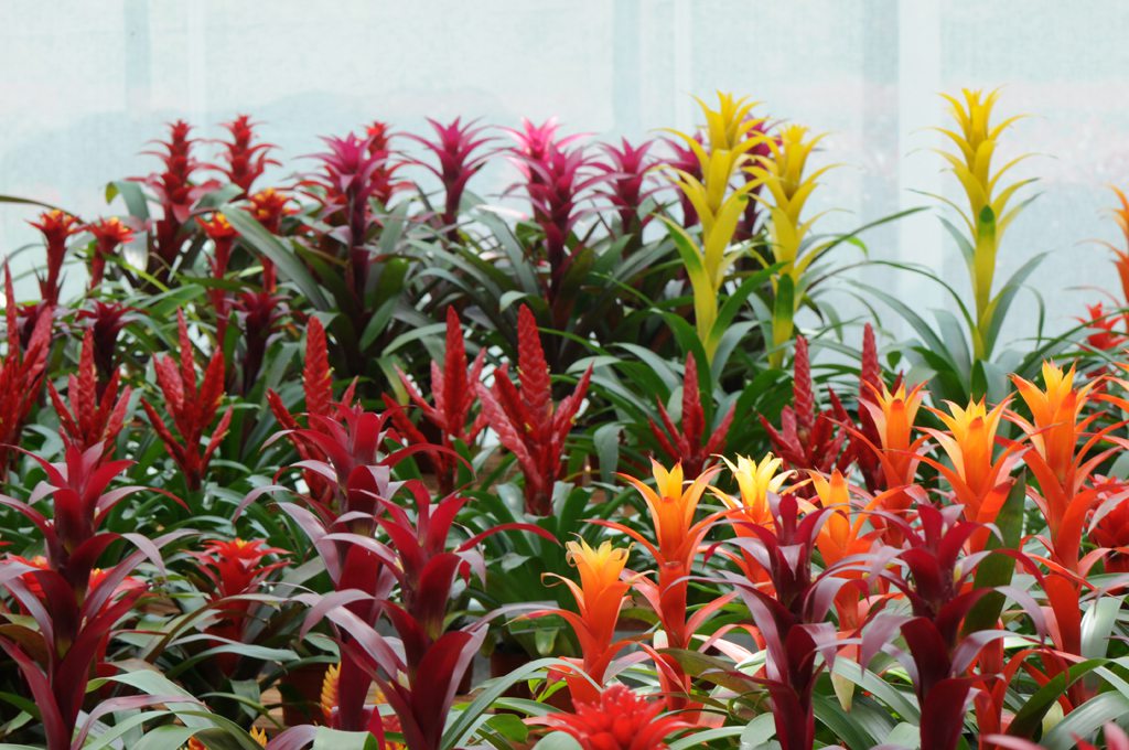 鸿运当头繁殖方法 - 花百科