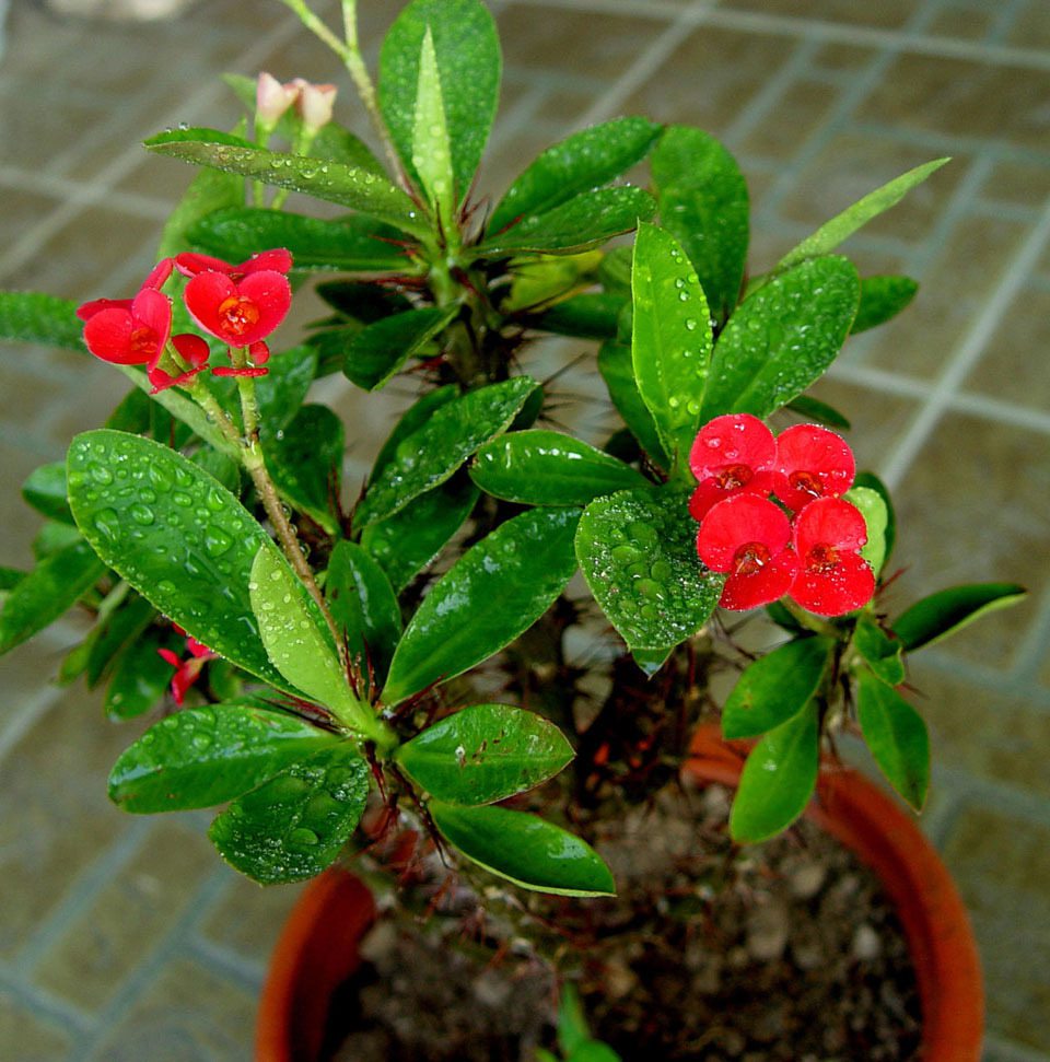 虎刺梅怎么修剪 - 花百科