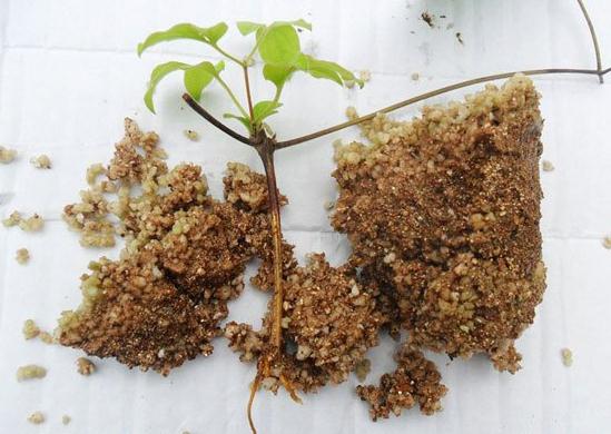 铁线莲的扦插方法 - 花百科