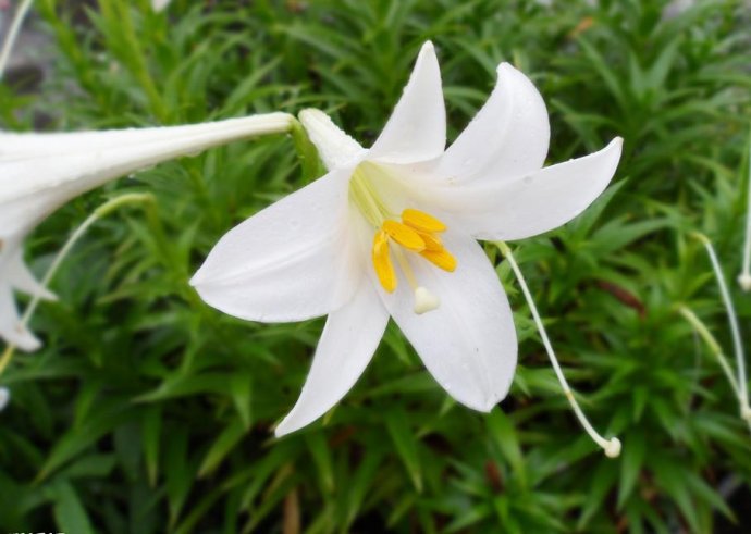 百合花的折法_百合花的特点