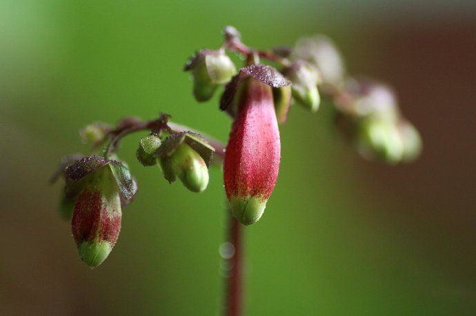 宫灯长寿花 学名: kalanchoe manginii 英文名: chandalier plant