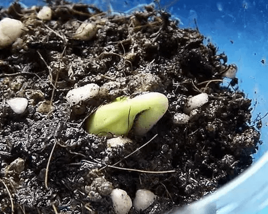 一学就会的植物种子催芽方法