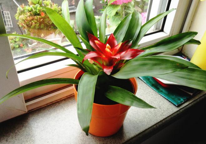 鸿运当头如何分株繁殖 - 花百科