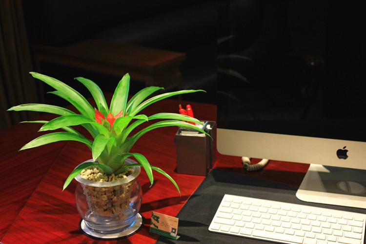 鸿运当头如何分株繁殖 - 花百科