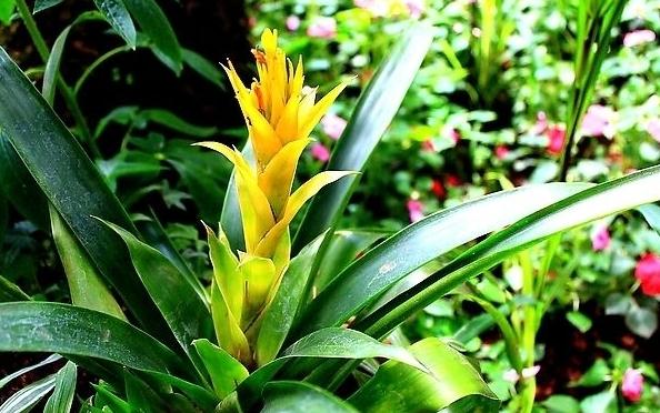 鸿运当头如何分株繁殖 - 花百科