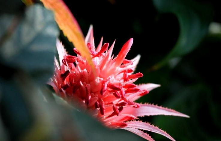 鸿运当头如何分株繁殖 - 花百科