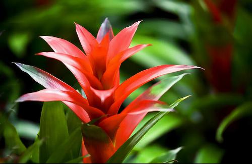 鸿运当头如何分株繁殖 - 花百科