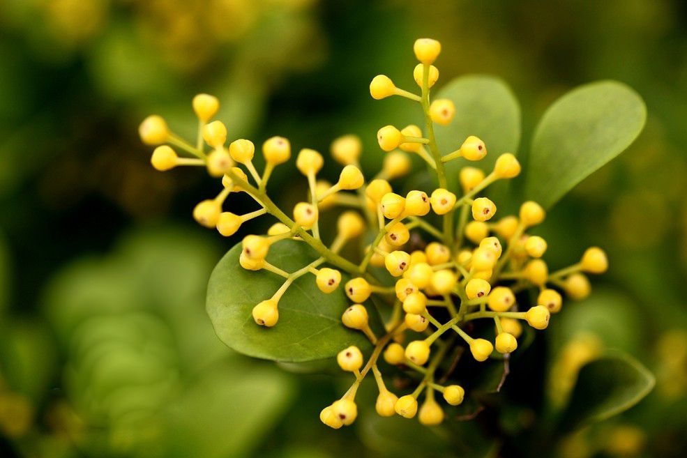 米兰花怎么养 - 花百科