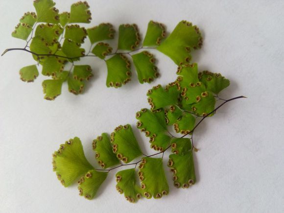 自己动手繁殖乐趣多 - 花百科